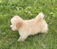 June, a female Bichon Frise and Cavapoo for sale in Claypool, IN – 2 of 7