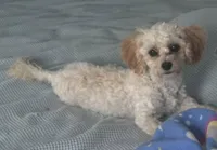 Mille, a female Cavapoo for sale in Claypool, IN – 2 of 6