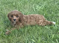 Etta, a female Cavapoo for sale in Claypool, IN – 2 of 6