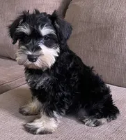Darrin, a male Miniature Schnauzer for sale in Claypool, IN – 2 of 6