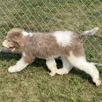 Latte, a male Sheepadoodle for sale in Claypool, IN – Photo 3 of 8