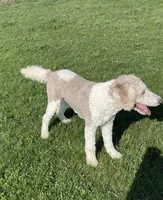 Latte, a male Sheepadoodle for sale in Claypool, IN – 8 of 9