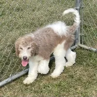 Latte, a male Sheepadoodle for sale in Claypool, IN – Photo 1 of 8