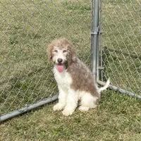 Latte, a male Sheepadoodle for sale in Claypool, IN – Photo 4 of 8