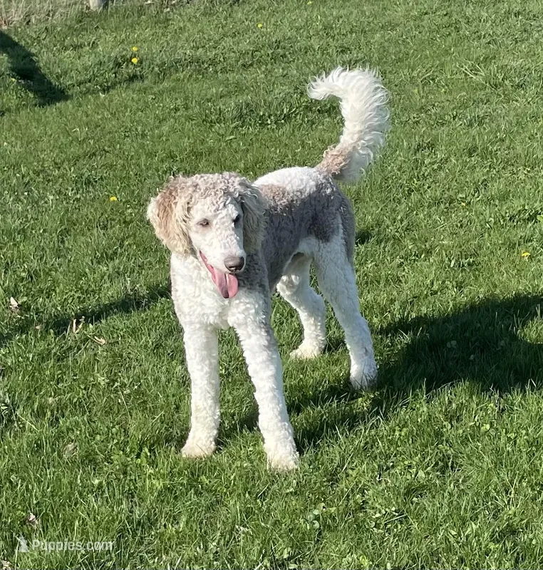 Latte – Sheepadoodle puppy for sale in Claypool, IN