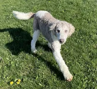 Latte, a male Sheepadoodle for sale in Claypool, IN – 6 of 9
