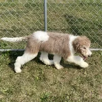 Latte, a male Sheepadoodle for sale in Claypool, IN – Photo 2 of 8