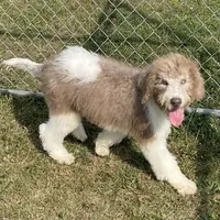 Latte, a male Sheepadoodle for sale in Claypool, IN – Photo 7 of 8