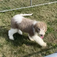 Latte, a male Sheepadoodle for sale in Claypool, IN – Photo 8 of 8