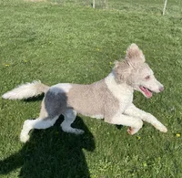 Latte, a male Sheepadoodle for sale in Claypool, IN – 9 of 9