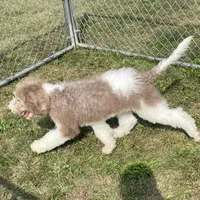 Latte, a male Sheepadoodle for sale in Claypool, IN – Photo 5 of 8