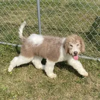 Latte, a male Sheepadoodle for sale in Claypool, IN – Photo 6 of 8