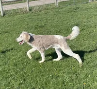 Latte, a male Sheepadoodle for sale in Claypool, IN – 4 of 9