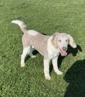 Latte, a male Sheepadoodle for sale in Claypool, IN – 2 of 9