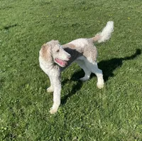 Latte, a male Sheepadoodle for sale in Claypool, IN – 7 of 9