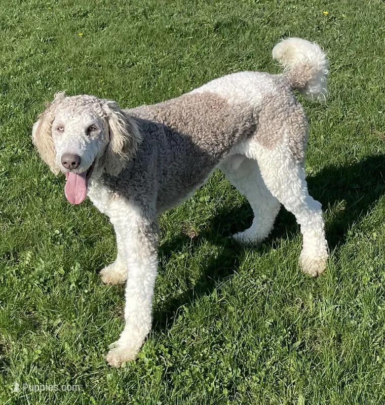 Latte – Sheepadoodle puppy for sale in Claypool, IN