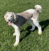 Latte, a male Sheepadoodle for sale in Claypool, IN – 1 of 9