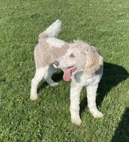 Latte, a male Sheepadoodle for sale in Claypool, IN – 5 of 9