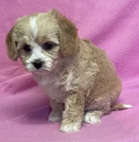 May, a female Bichon Frise and Cavapoo for sale in Claypool, IN – Photo 7 of 8