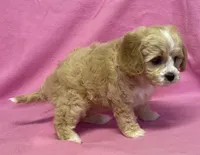 May, a female Bichon Frise and Cavapoo for sale in Claypool, IN – Photo 3 of 8