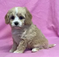 May, a female Bichon Frise and Cavapoo for sale in Claypool, IN – Photo 5 of 8