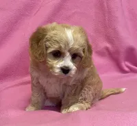 May, a female Bichon Frise and Cavapoo for sale in Claypool, IN – Photo 4 of 8