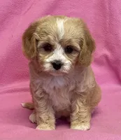 May, a female Bichon Frise and Cavapoo for sale in Claypool, IN – Photo 2 of 8