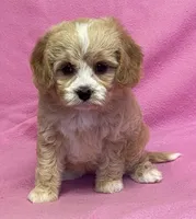 May, a female Bichon Frise and Cavapoo for sale in Claypool, IN – Photo 8 of 8