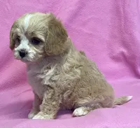 May, a female Bichon Frise and Cavapoo for sale in Claypool, IN – Photo 6 of 8