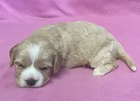 May, a female Bichon Frise and Cavapoo for sale in Claypool, IN – Photo 3 of 4