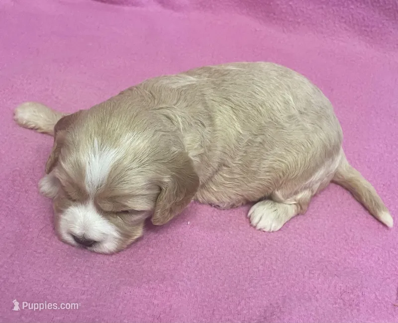 May – Bichon Frise, Cavapoo puppy for sale in Claypool, IN