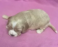 May, a female Bichon Frise and Cavapoo for sale in Claypool, IN – Photo 1 of 4