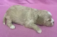 May, a female Bichon Frise and Cavapoo for sale in Claypool, IN – Photo 2 of 4