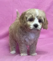 May, a female Bichon Frise and Cavapoo for sale in Claypool, IN – Photo 1 of 8