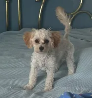Mille, a female Cavapoo for sale in Claypool, IN – 5 of 6