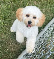 Mighty Mille (Small), a female Bichon Frise and Cavapoo for sale in Claypool, IN – 8 of 8