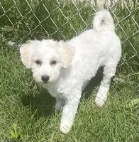 Polly, a female Havachon for sale in Claypool, IN – 4 of 6