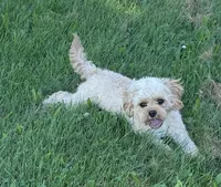 Mr. Happy- Neutered, a male Cavapoo for sale in Claypool, IN – 8 of 10