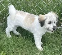 Smudge, a female Havachon for sale in Claypool, IN – 4 of 7