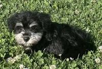 Samantha, a female Miniature Schnauzer for sale in Claypool, IN – 4 of 6