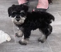 Larry , a male Miniature Schnauzer for sale in Claypool, IN – 5 of 9