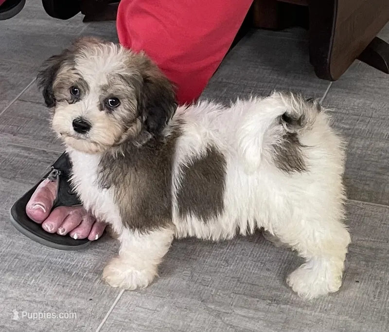 Abby – Havachon puppy for sale in Claypool, IN