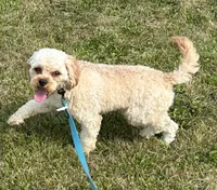Mr. Happy- Neutered, a male Cavapoo for sale in Claypool, IN – 5 of 9