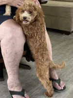Pretty Boy, a male Bichon Frise and Cavapoo for sale in Claypool, IN – 5 of 8