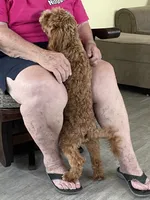 Pretty Boy, a male Bichon Frise and Cavapoo for sale in Claypool, IN – 7 of 8