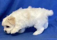 Shiloh, a male Havachon for sale in Claypool, IN – 2 of 7