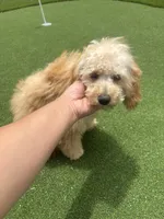 Daisy , a female Poodle - Toy  for sale in Menifee, CA – 1 of 3