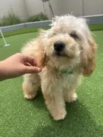 Daisy , a female Poodle - Toy  for sale in Menifee, CA – 2 of 3