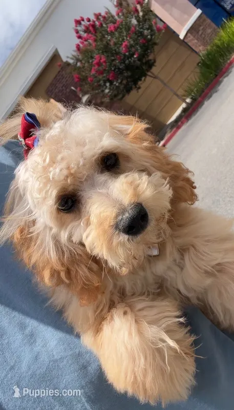 Daisy  – Poodle - Miniature  puppy for sale in Menifee, CA