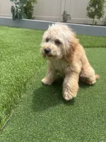 Daisy , a female Poodle - Toy  for sale in Menifee, CA – 3 of 3